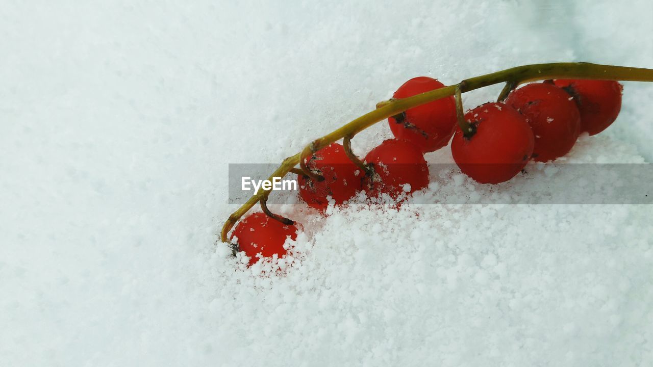 Close-up of red berries on snow