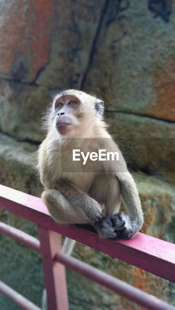 White monkey sitting on a fence, with very expressive eyes, malaysia