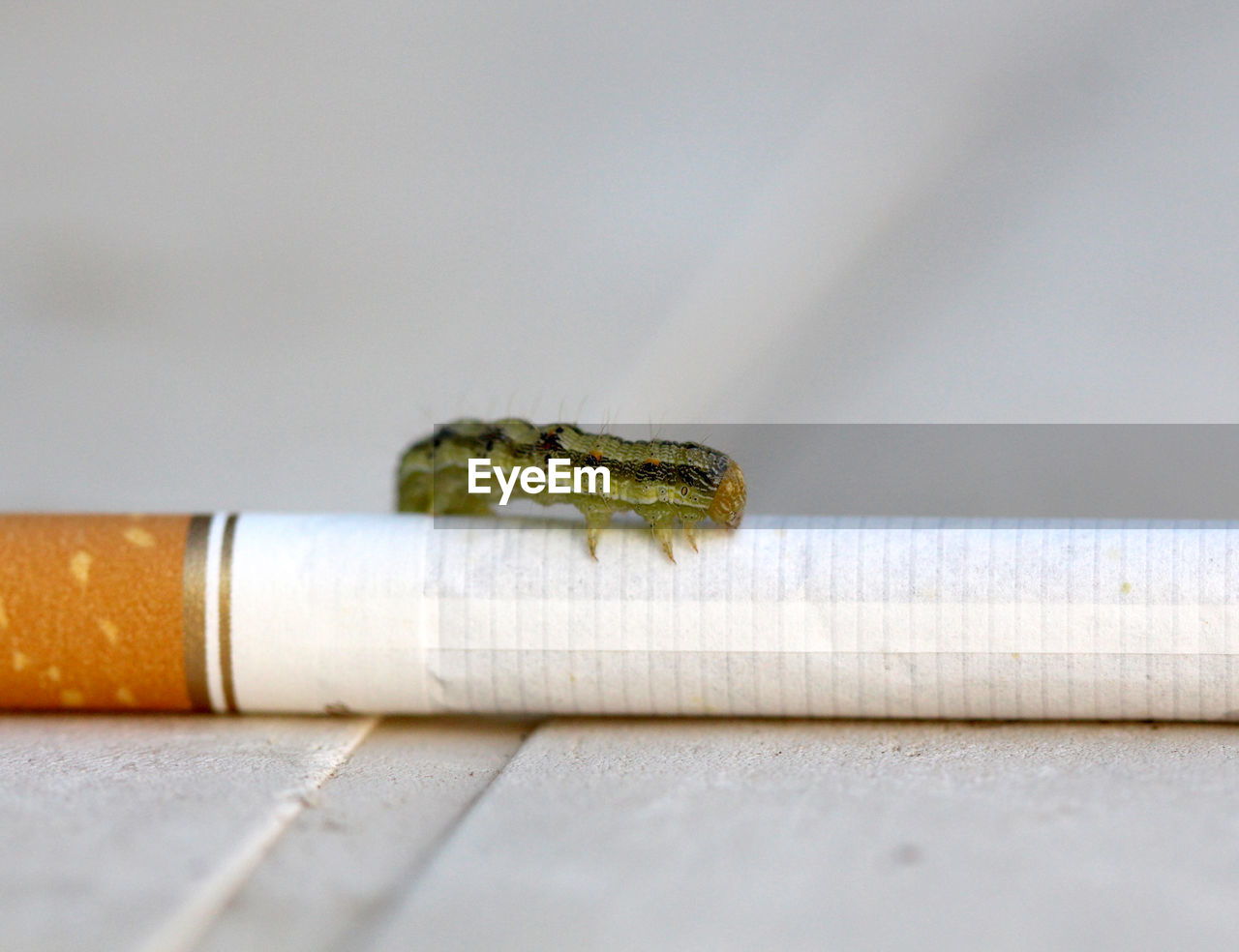 Close-up of insect on cigarette