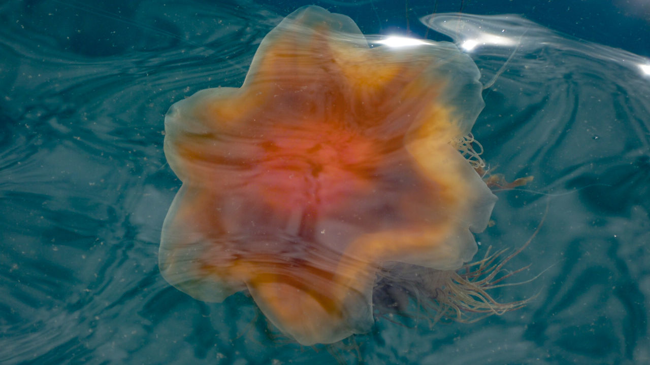 CLOSE-UP OF TURTLE SWIMMING IN SEA