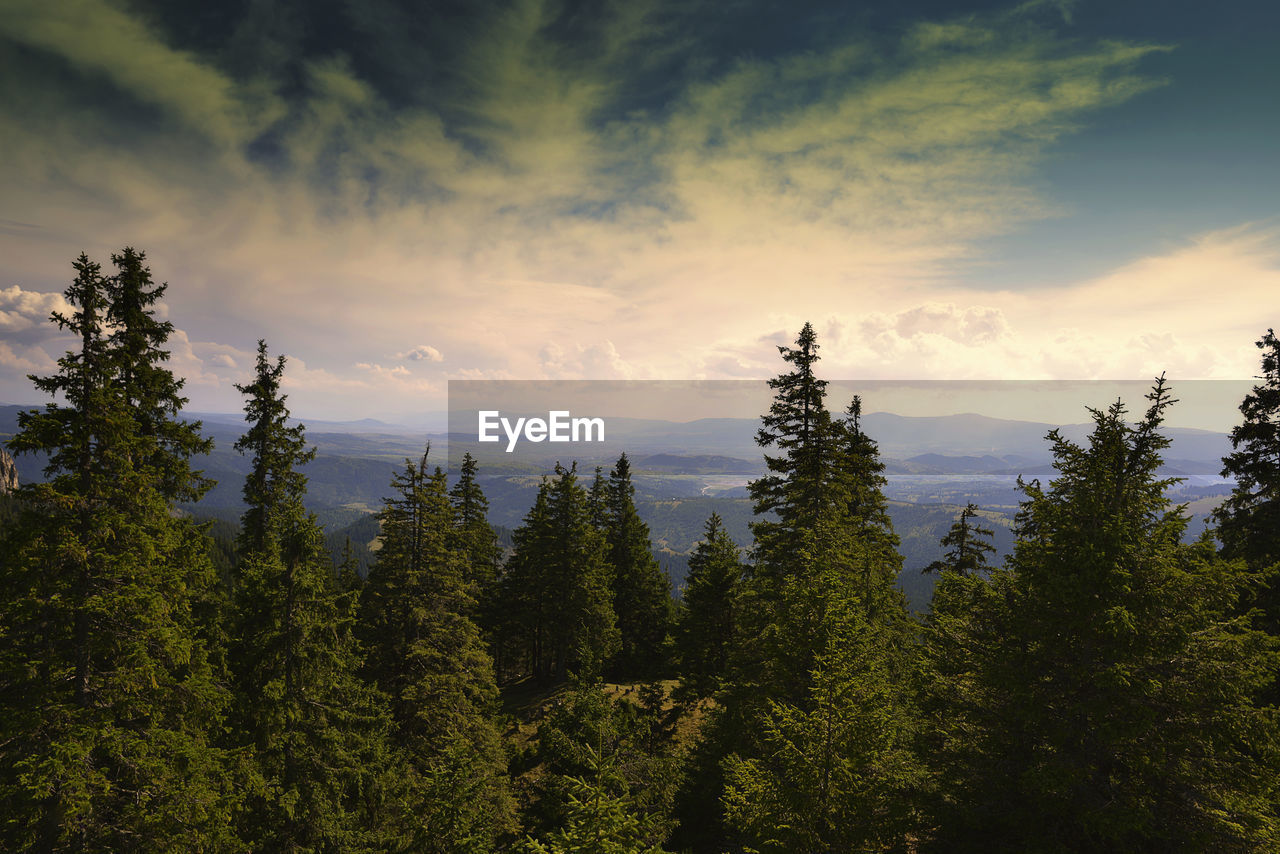 TREES AND AGAINST SKY