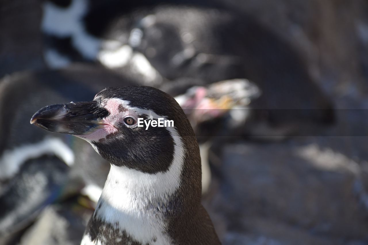 CLOSE-UP OF AN ANIMAL