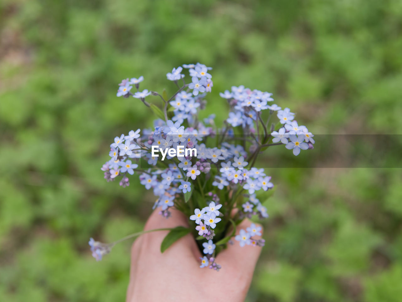 Cropped hand holding flowers