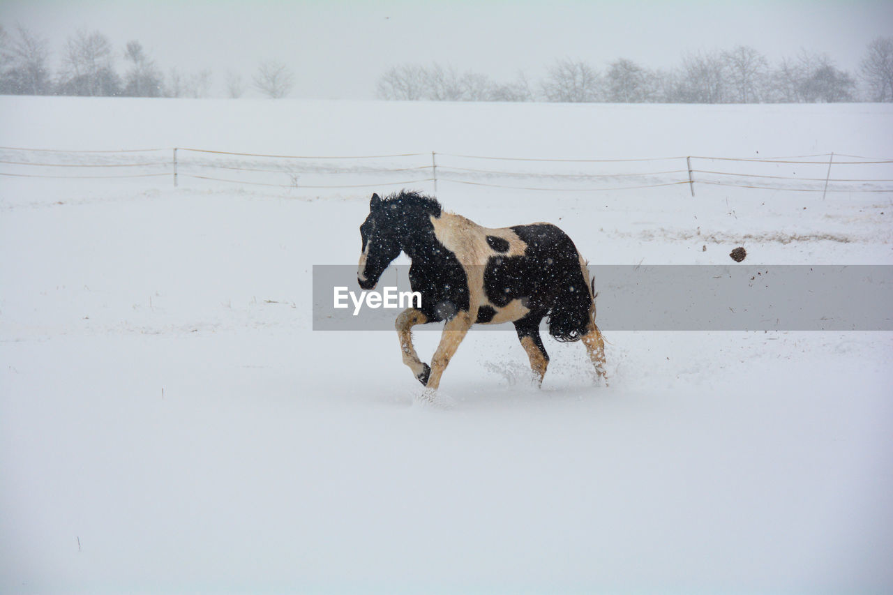 A horse gallops in the pasture in winter, with a lot of snow and blizzard