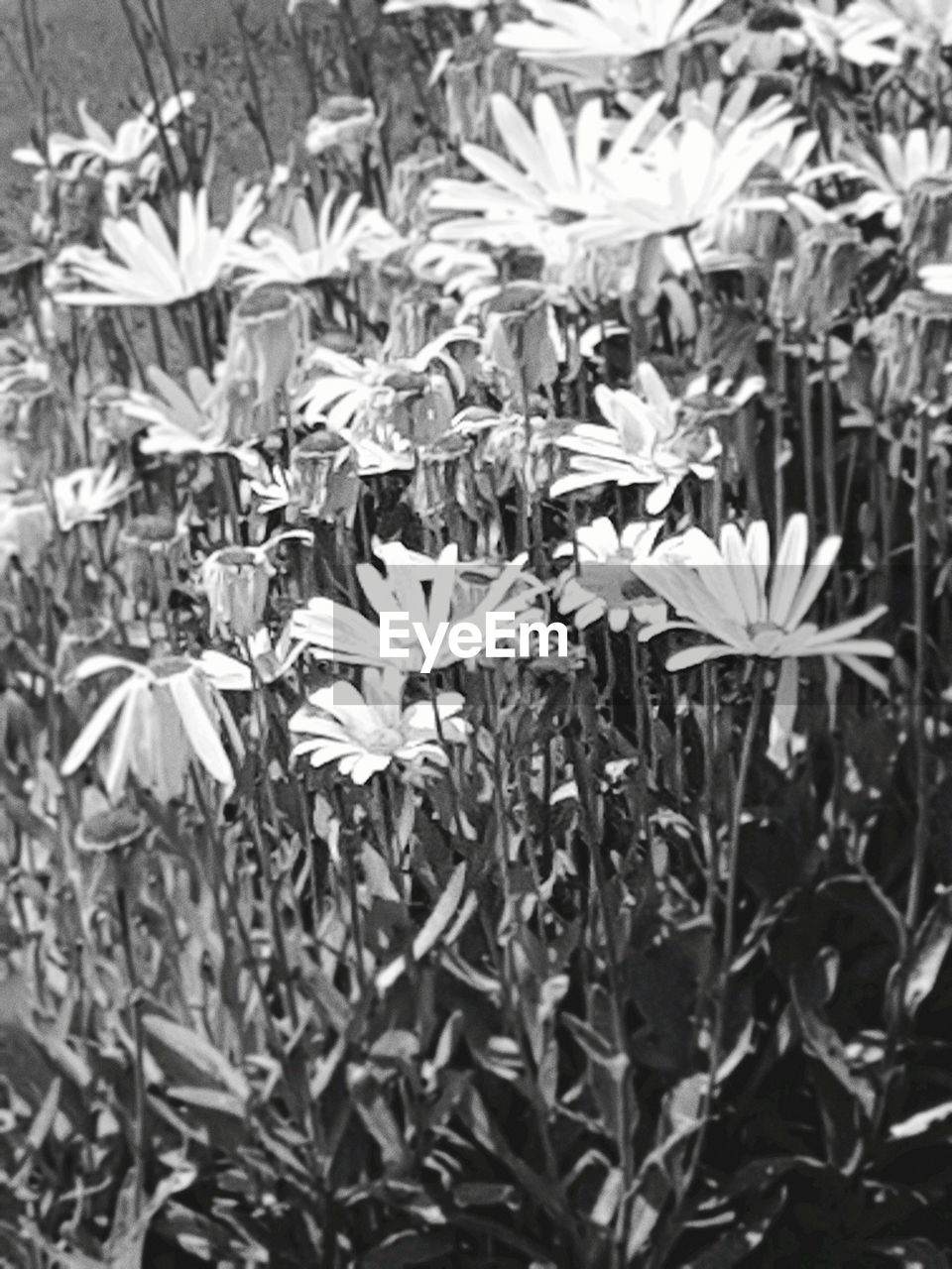 CLOSE-UP OF FLOWERING PLANTS ON LAND