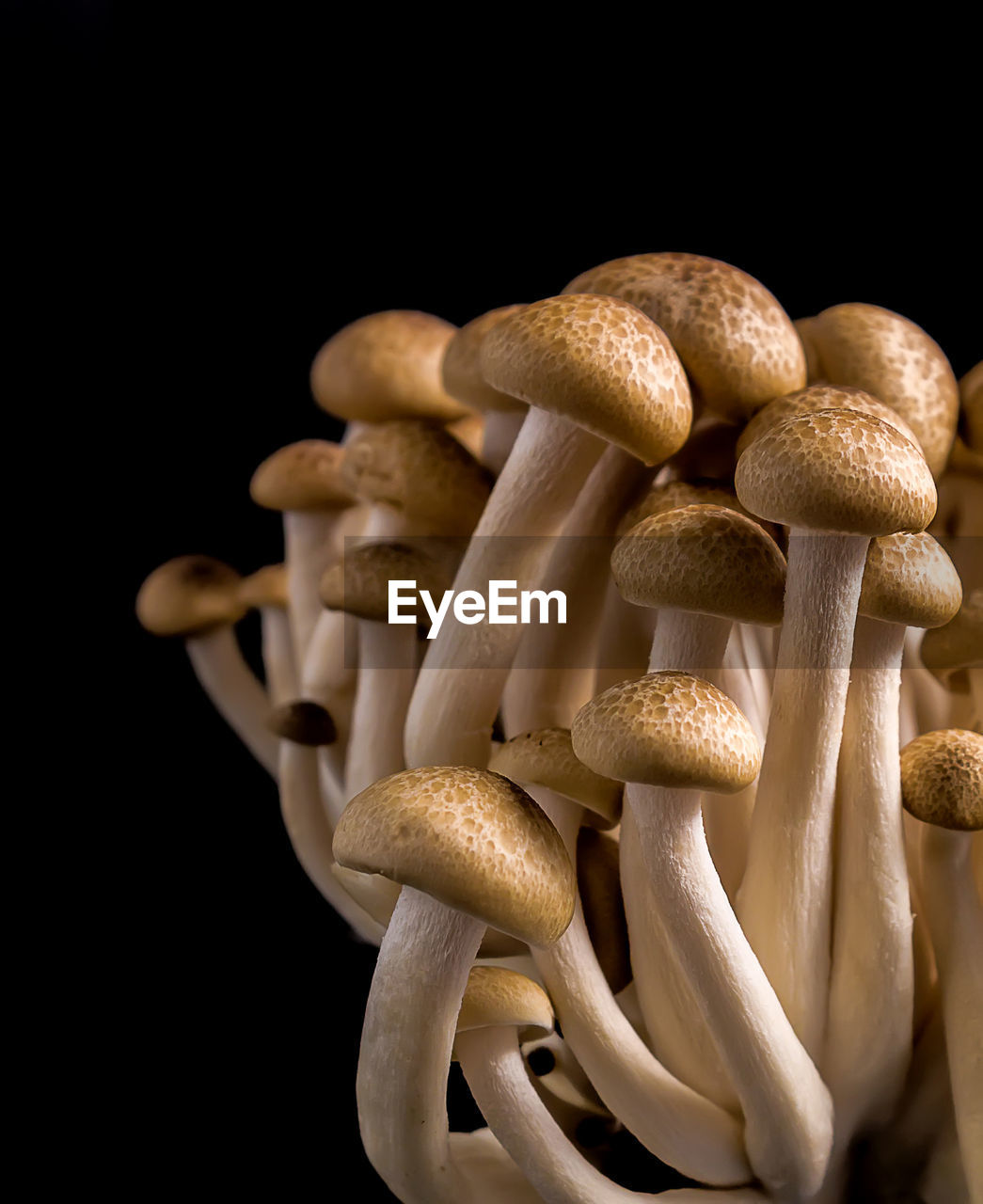 Close-up of mushrooms against black background