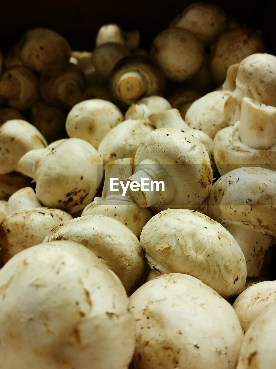 Close-up of mushrooms in supermarket