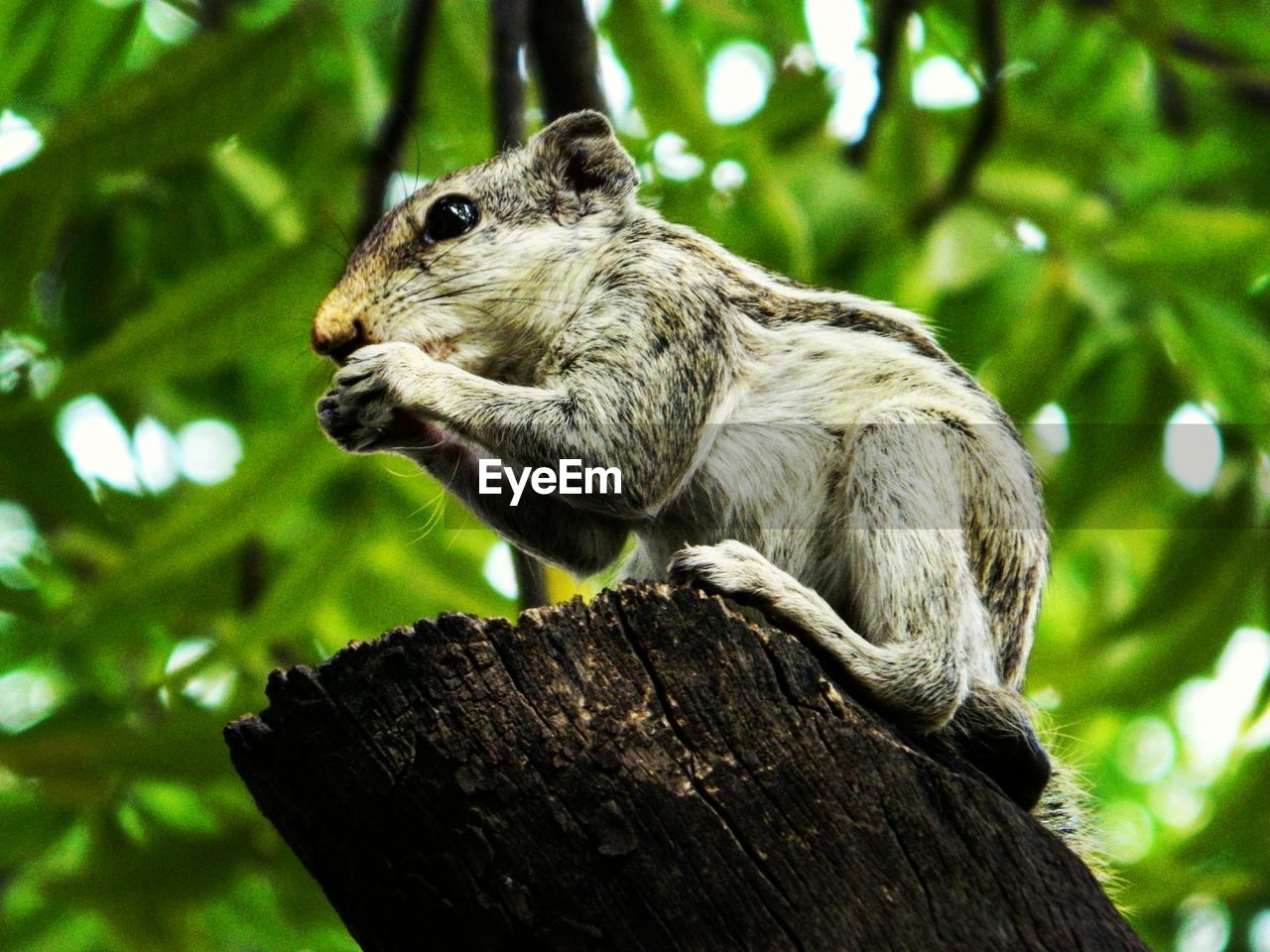 Low angle view of squirrel on tree