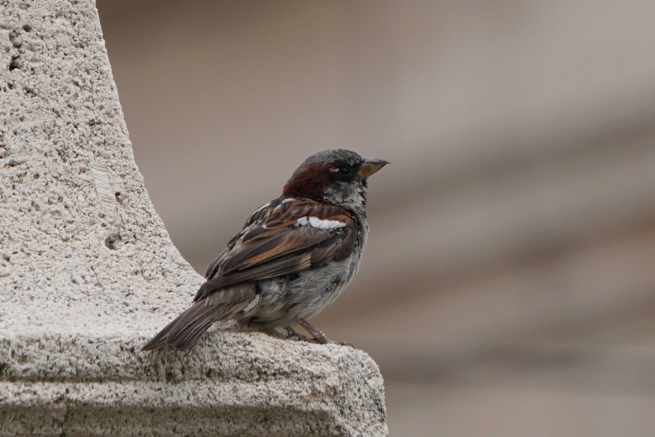 SIDE VIEW OF BIRD PERCHING ON ROCK