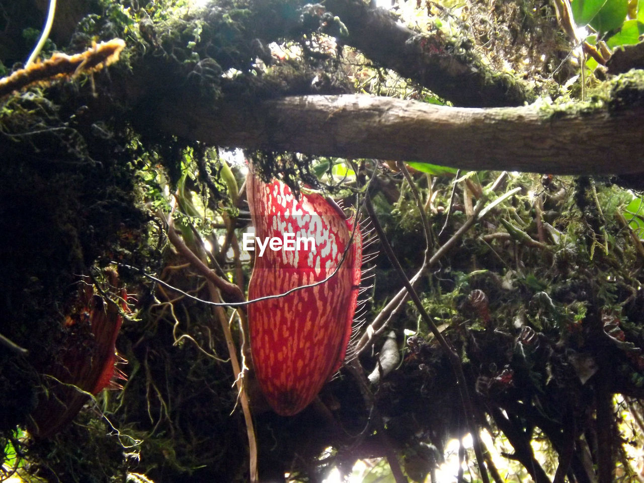 PLANTS GROWING ON TREE