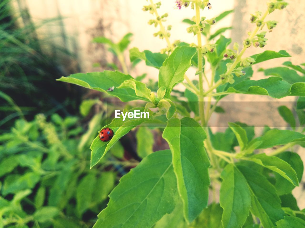 Close-up of insect on plant