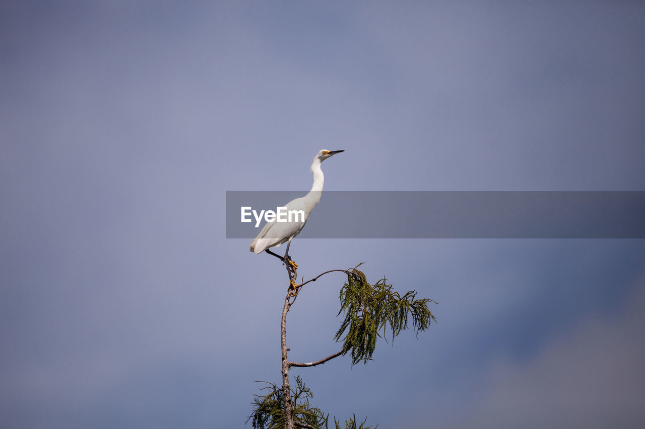 White snowy egret egretta thula bird perches at the very top of a cypress tree in the swamp of naple