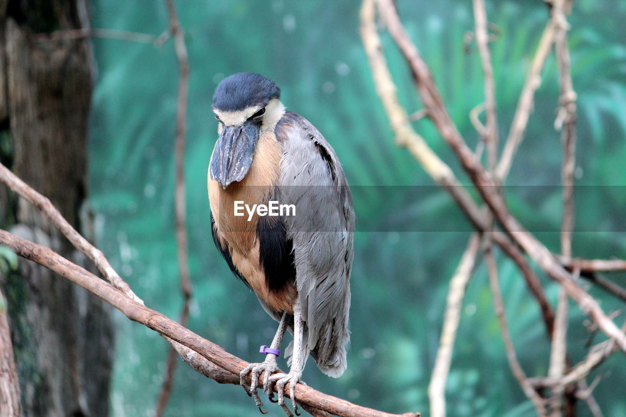 Close-up of bird perching on branch