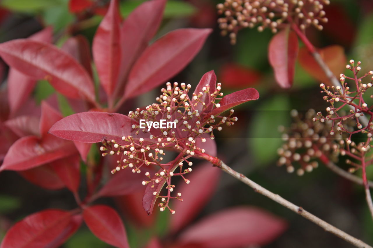 Close-up of red flowering plant