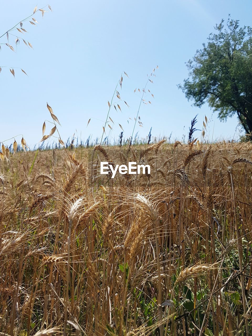 WHEAT FIELD AGAINST SKY