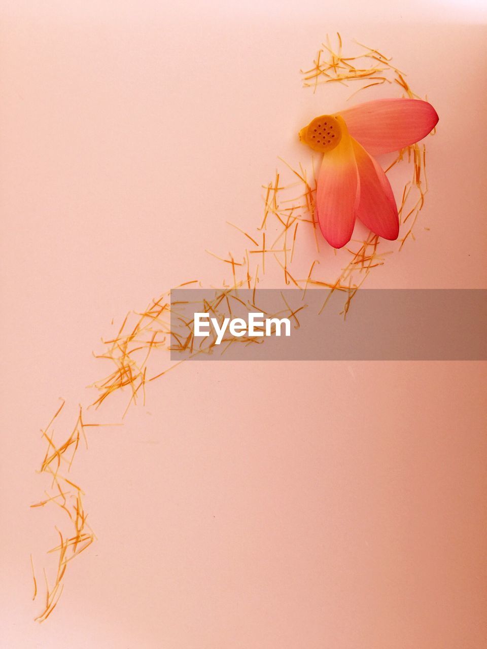 Directly above view of lotus on coral background