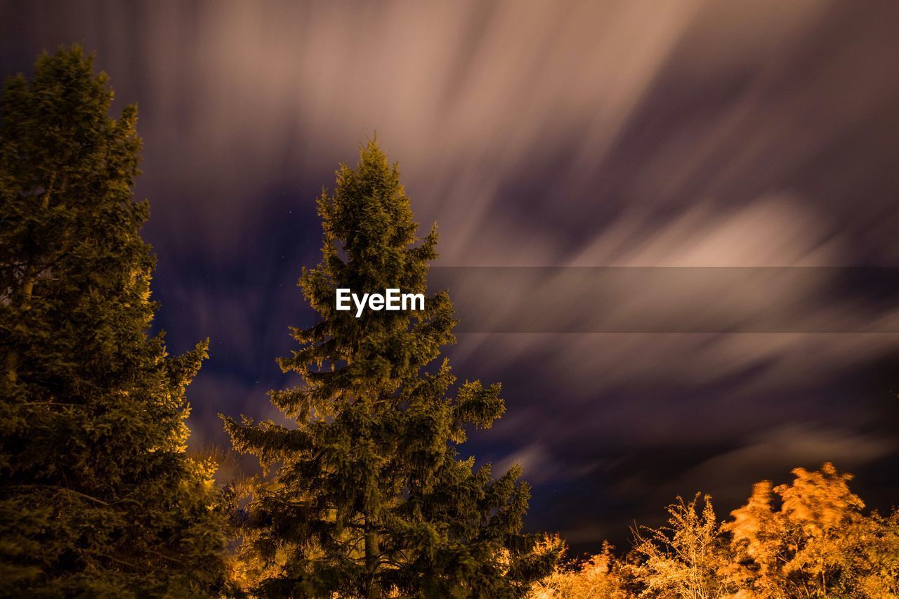 Pine trees against sky during night