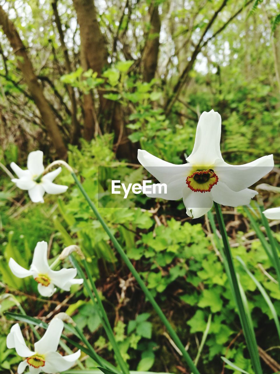 CLOSE-UP OF WHITE FLOWER BLOOMING