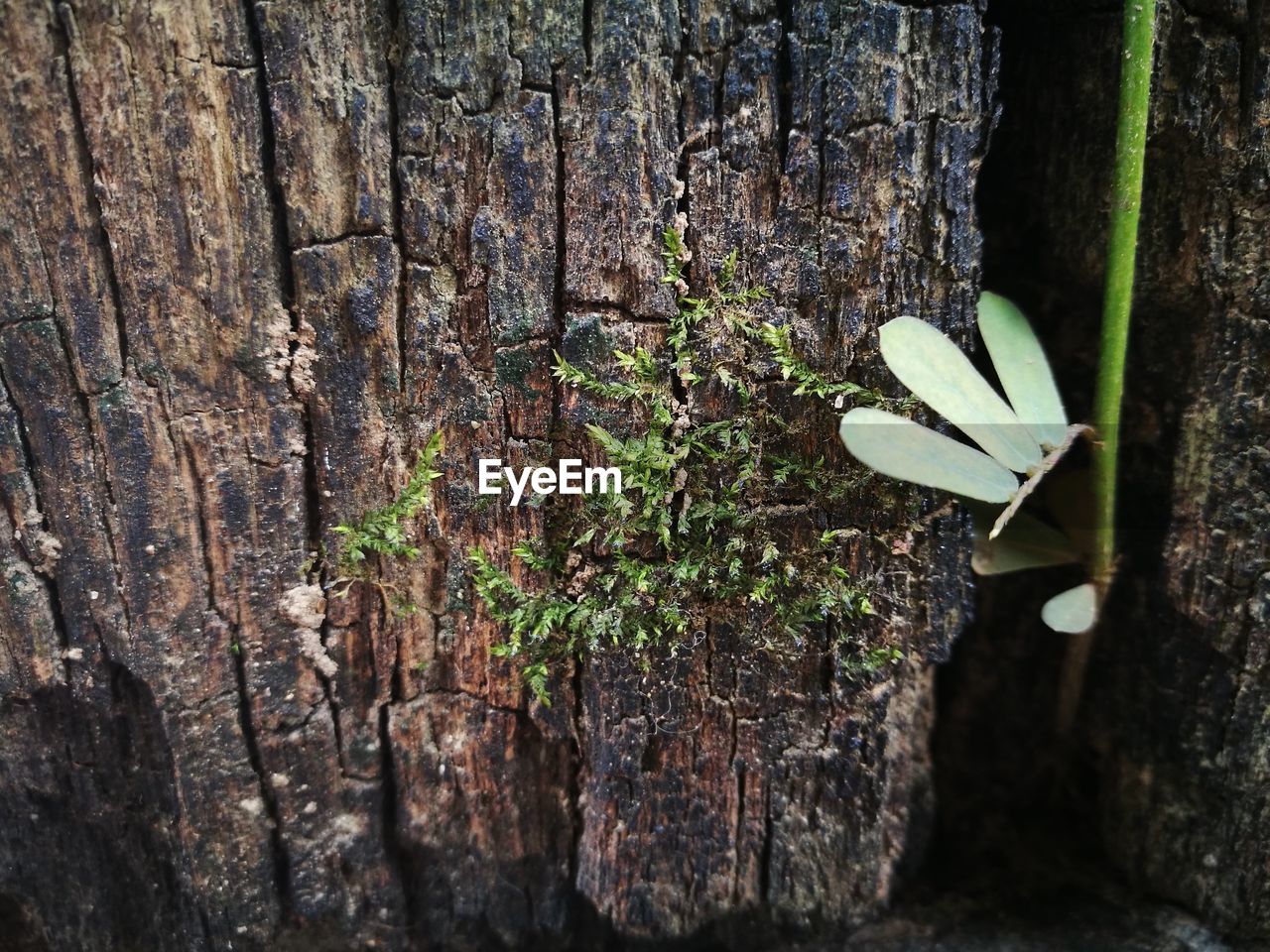 CLOSE-UP OF FRESH GREEN PLANTS AGAINST TREE TRUNK