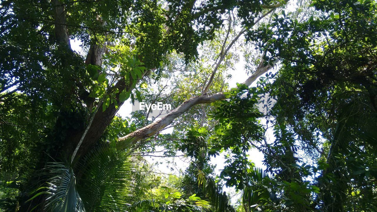 LOW ANGLE VIEW OF TREES