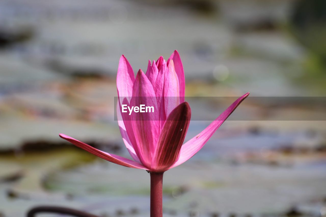 Close-up of pink lotus water lily