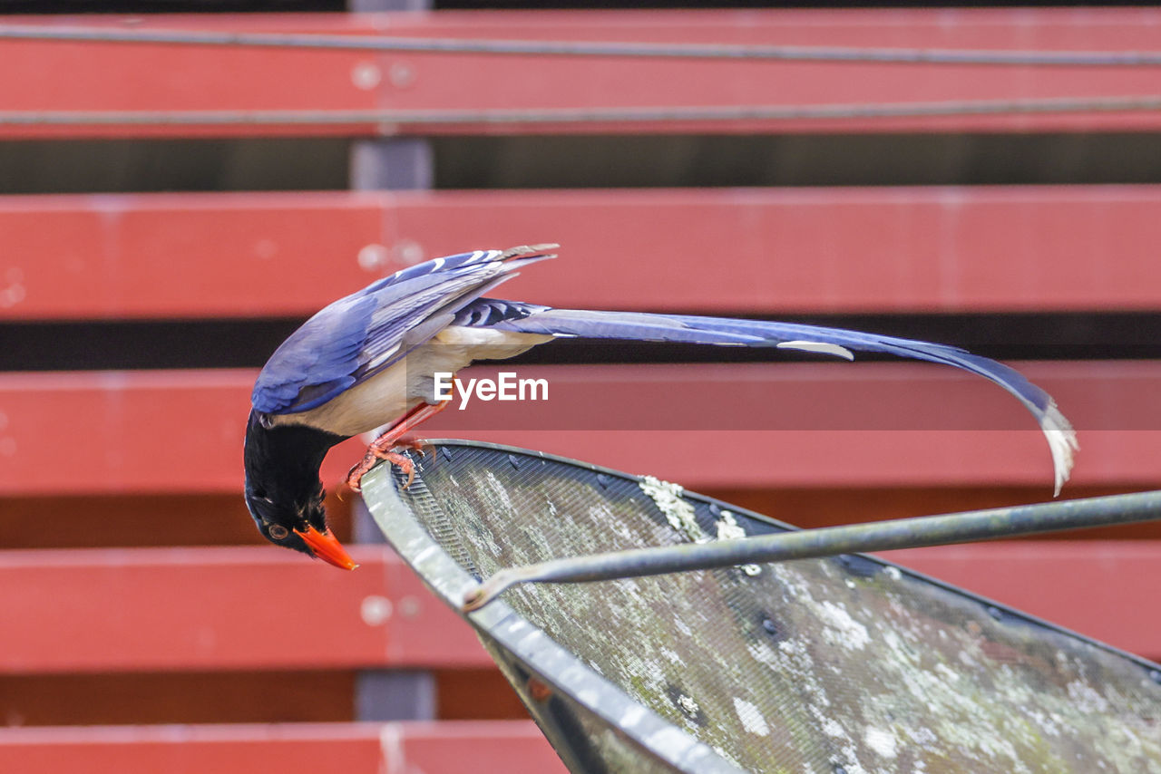 red, bird, animal, wing, animal themes, animal wildlife, wildlife, one animal, blue, no people, day, focus on foreground, outdoors, metal, architecture, close-up