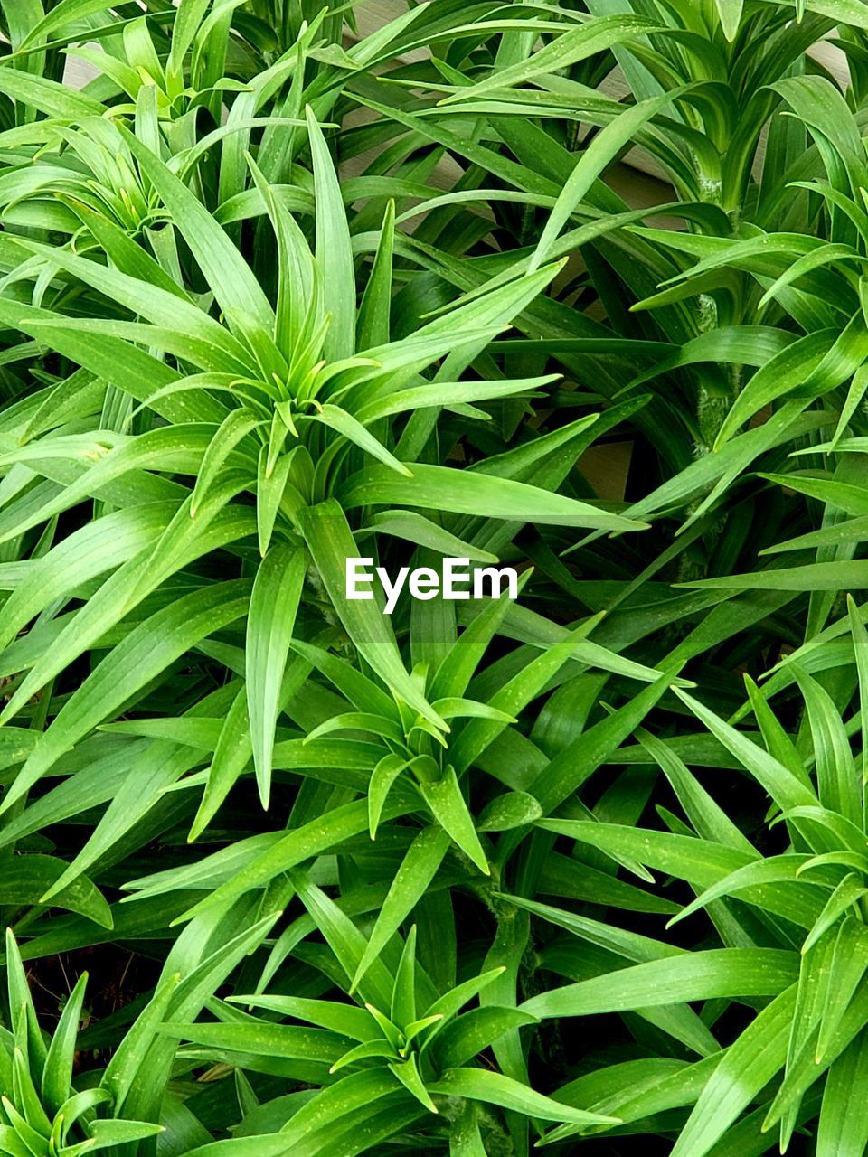 FULL FRAME SHOT OF GREEN PLANTS