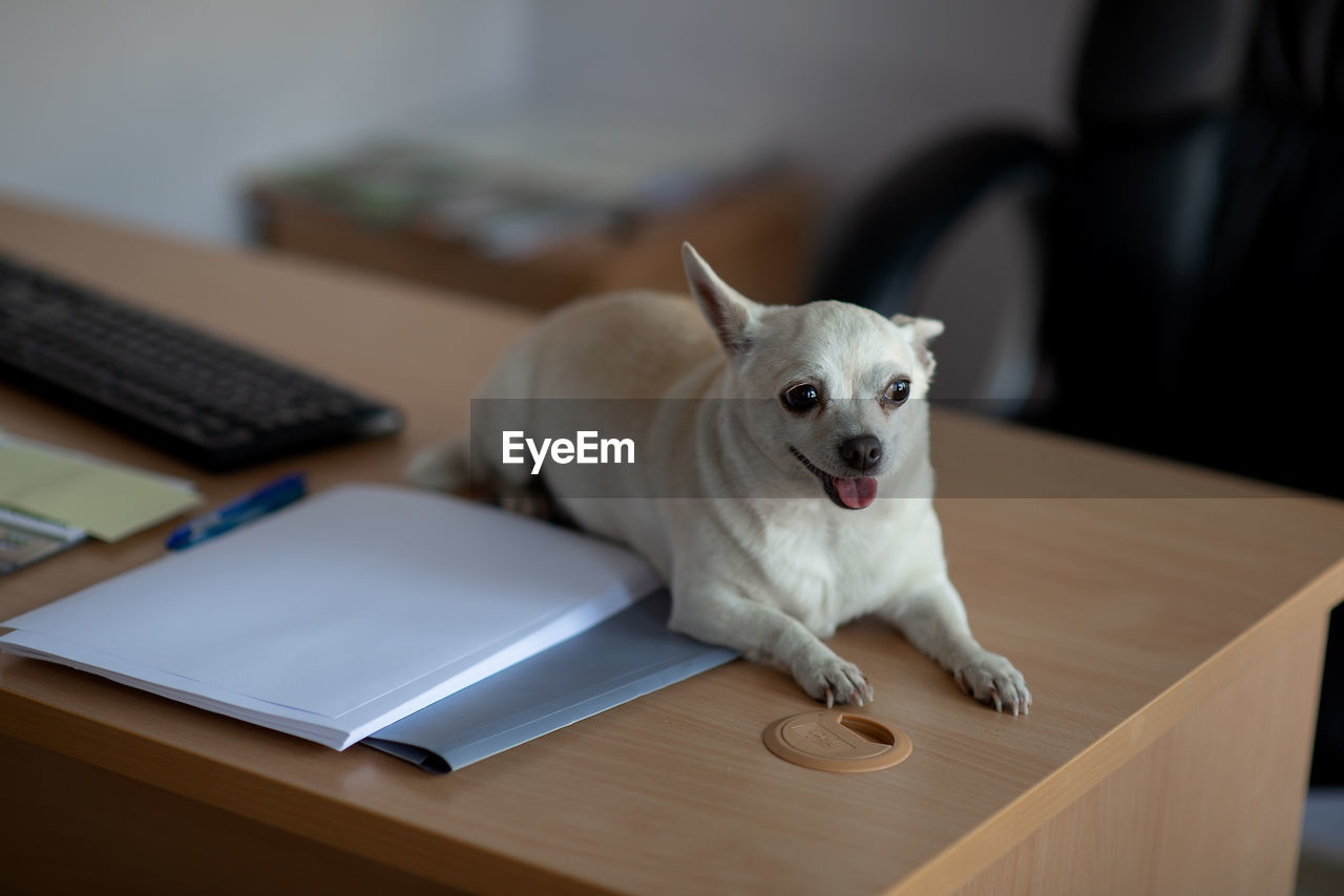 Dog sitting on table at home