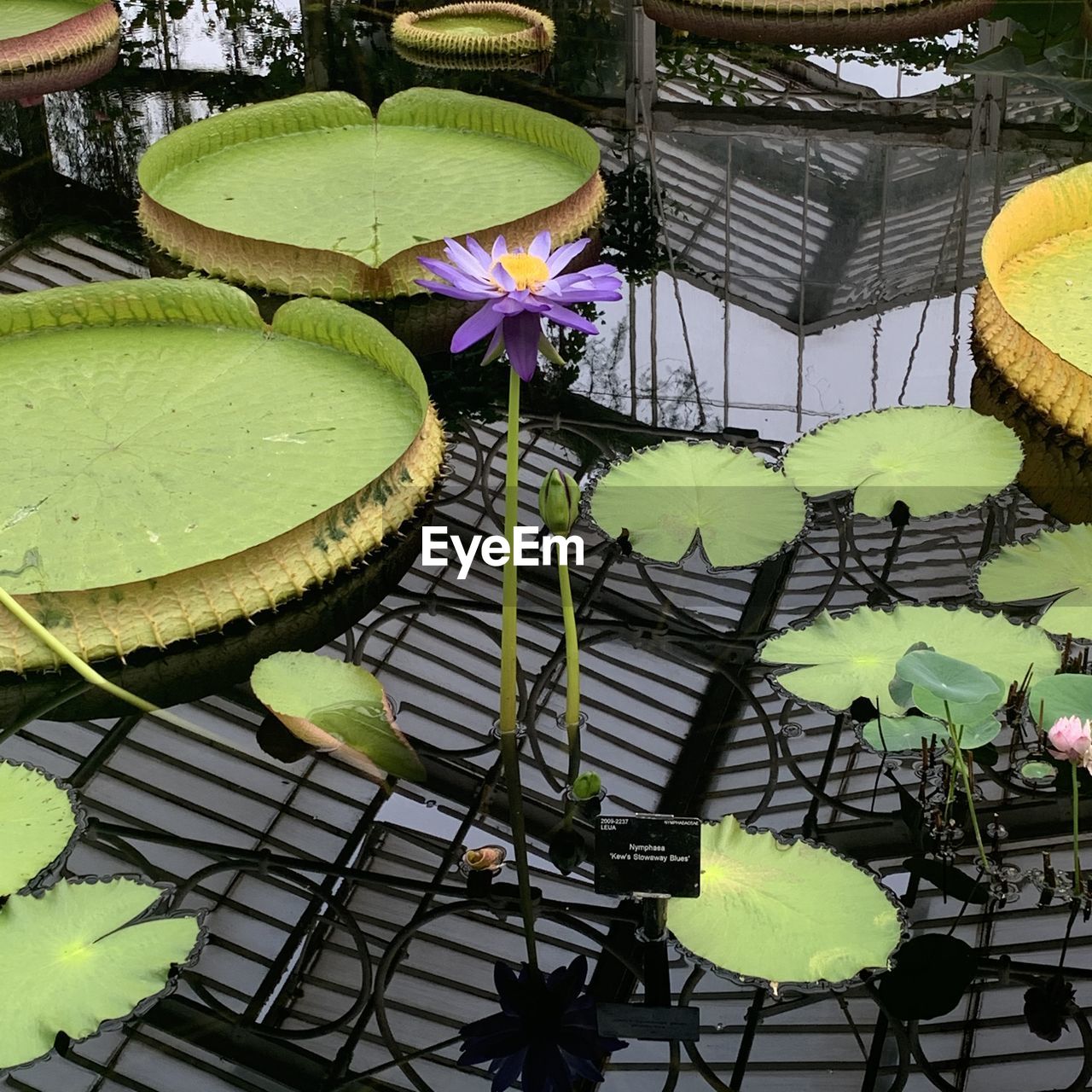 VIEW OF LILY PADS IN LAKE