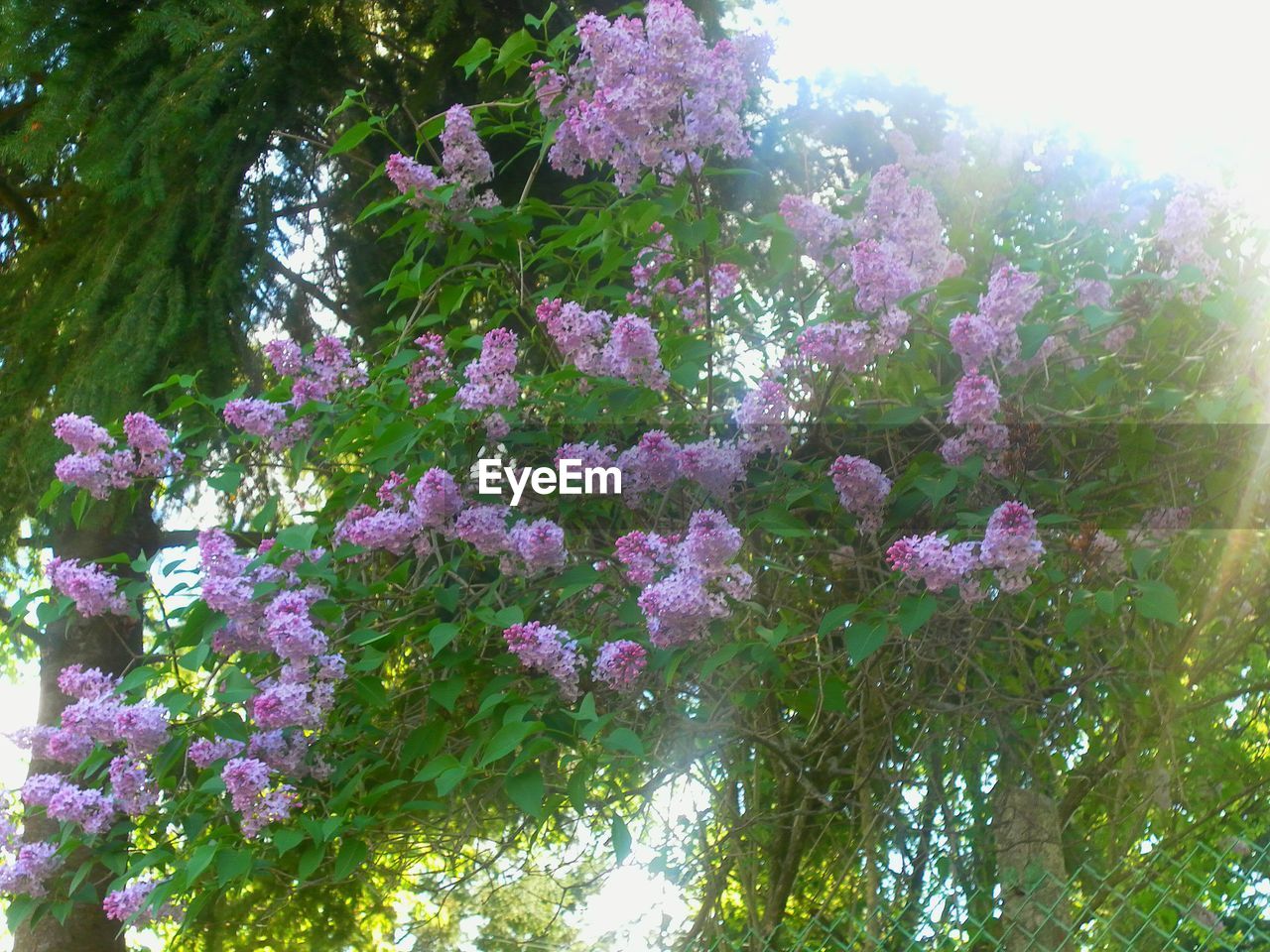 PINK FLOWER TREE