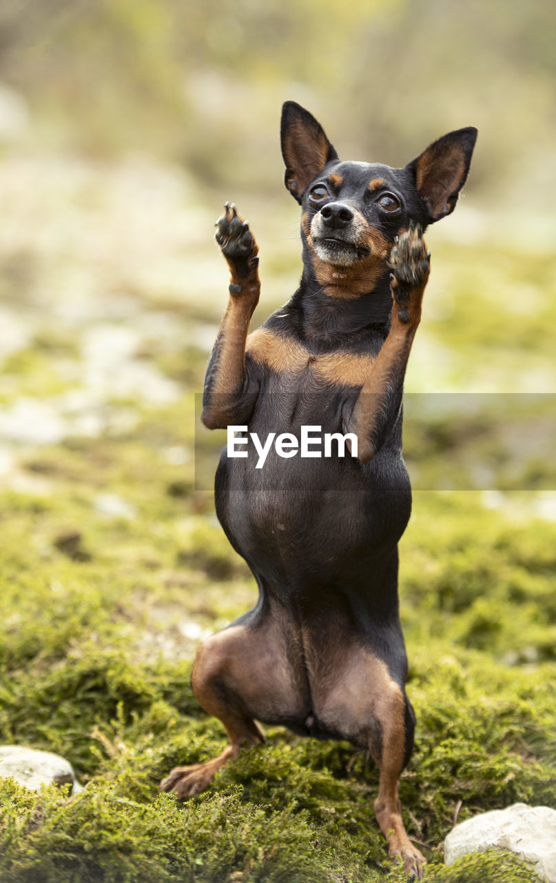 Dog standing on field