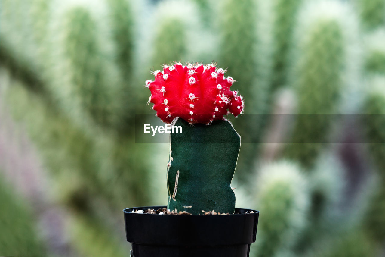 Close-up of red cactus flower pot