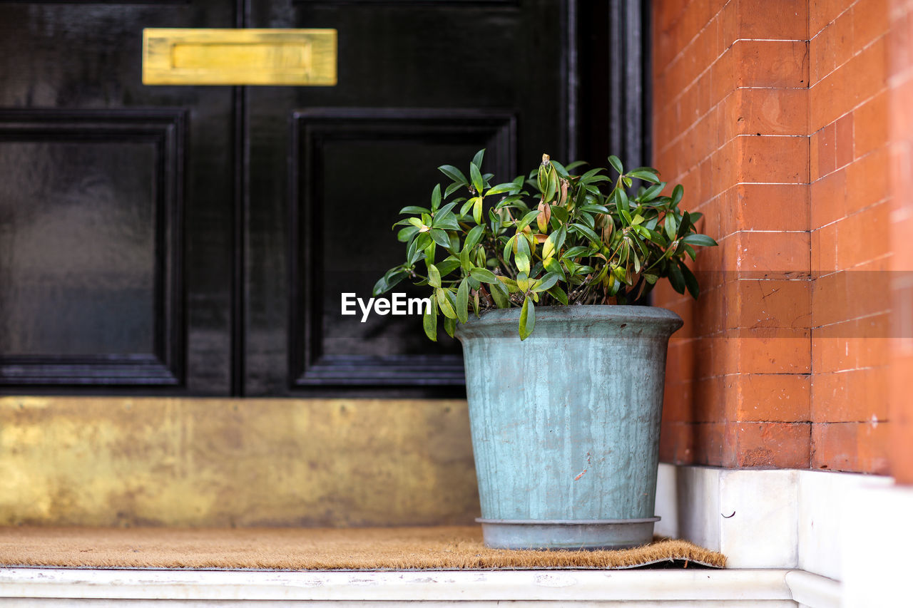 Close-up of potted plant against door