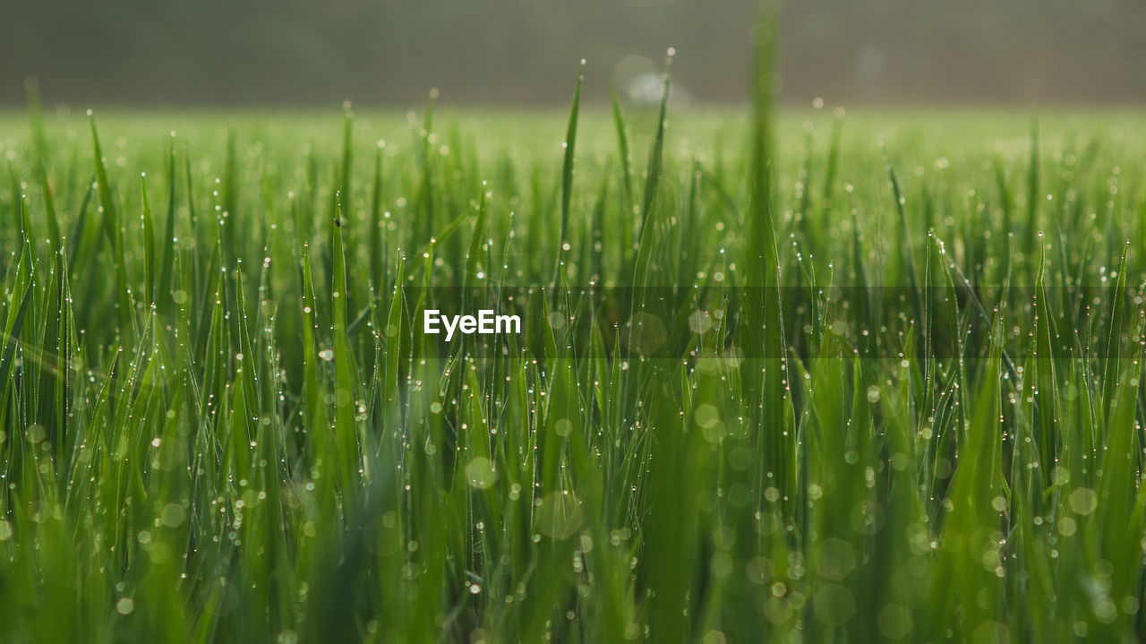 Close-up of wet grass on field