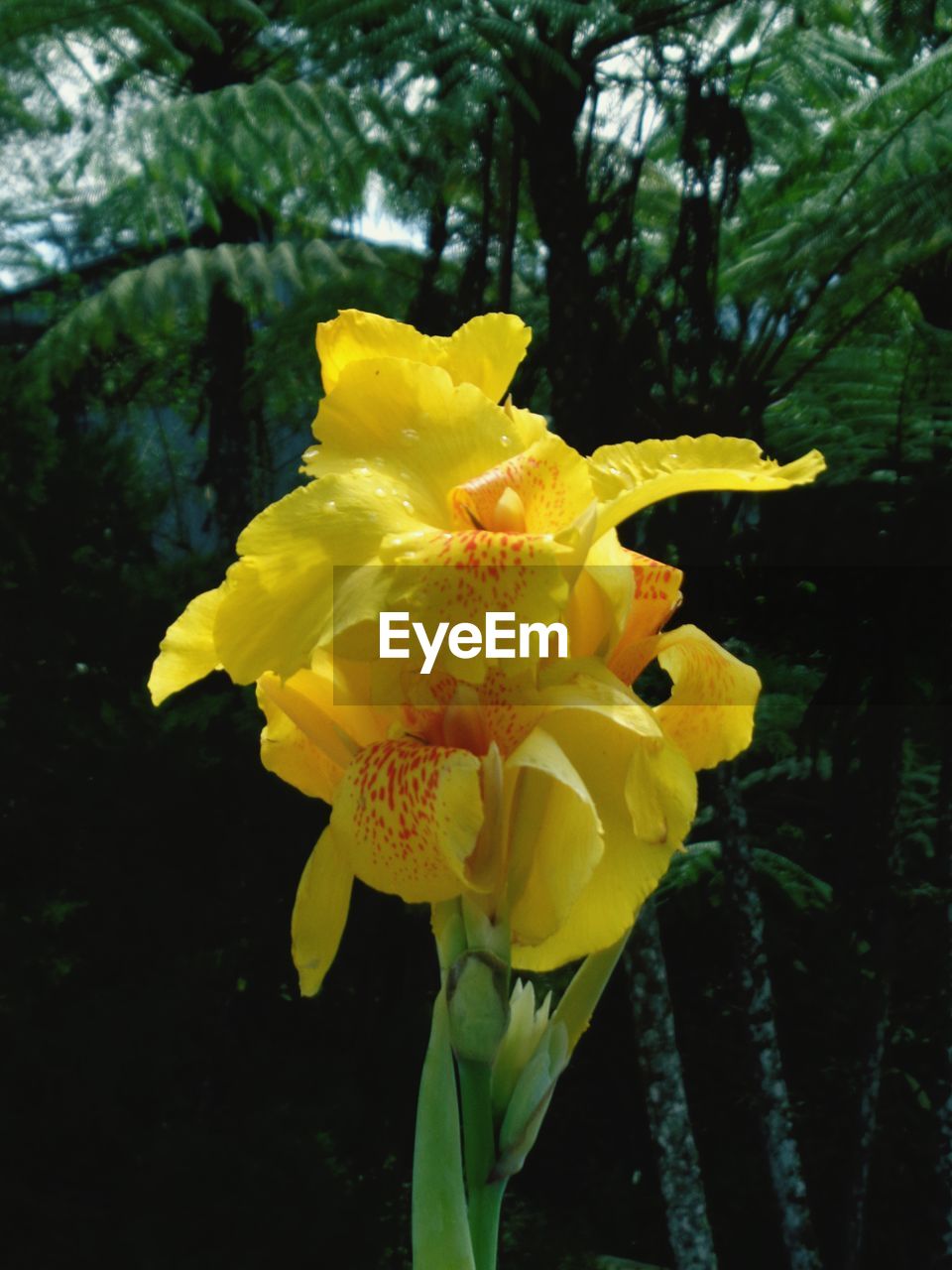 CLOSE-UP OF YELLOW FLOWERING PLANTS