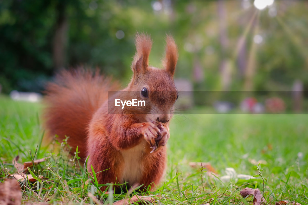 Close-up of squirrel