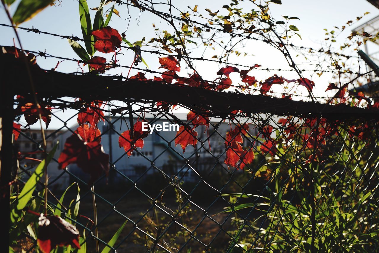 LOW ANGLE VIEW OF RED FLOWERS AGAINST TREES