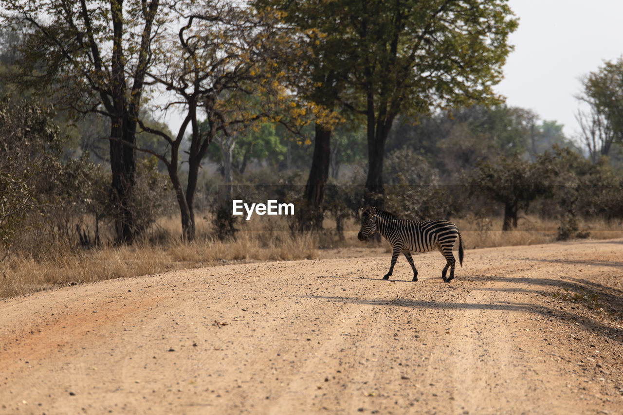 View of zebras walking on dirt road