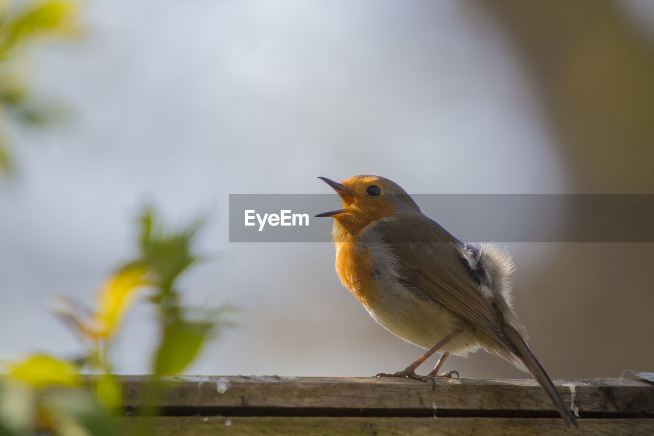 Close-up of bird perching on railing