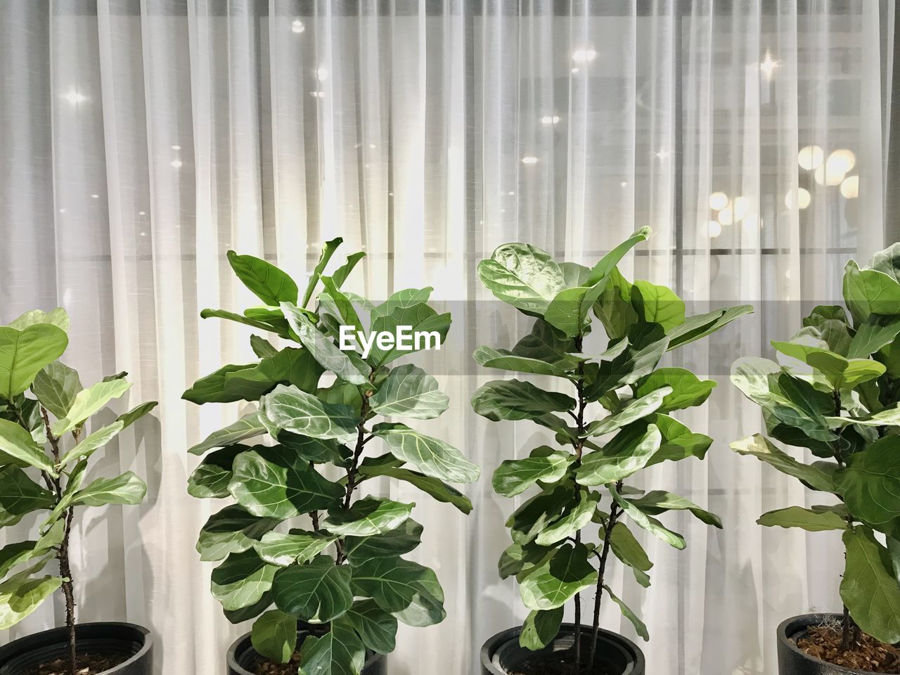 CLOSE-UP OF POTTED PLANT IN GREENHOUSE