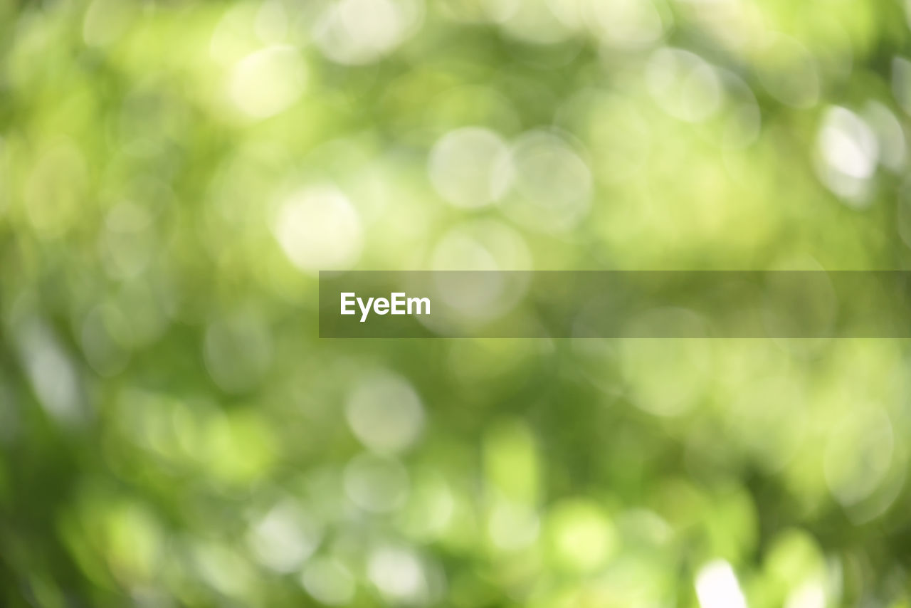 Defocused image of tree