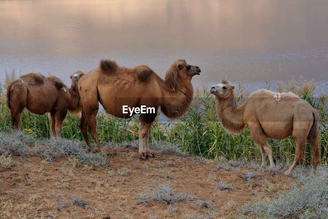 1139 trio of bactrian camels-e.bank of sumu barun jaran lake. badain jaran desert-nei mongol-china.
