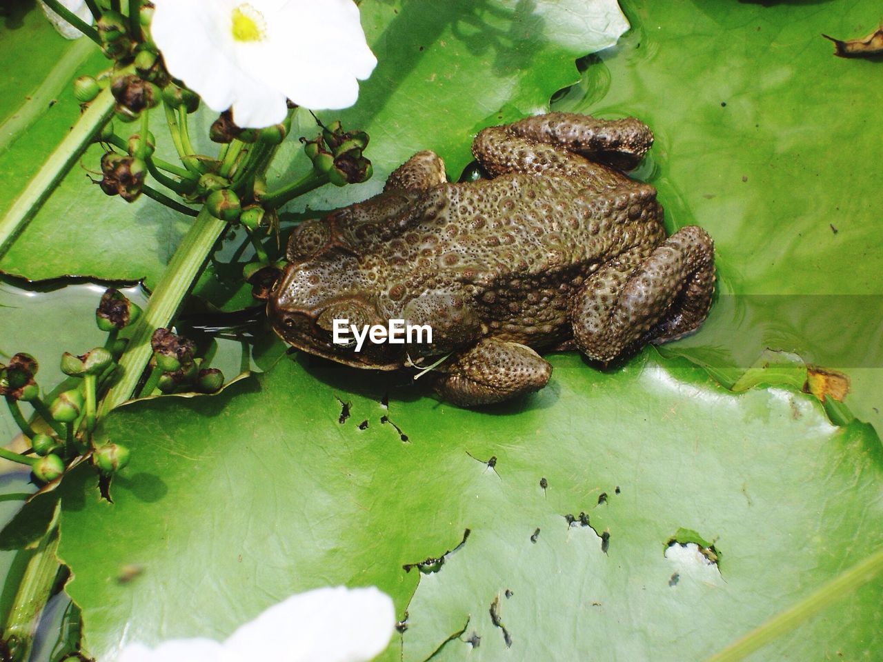High angle view of toad on leaf