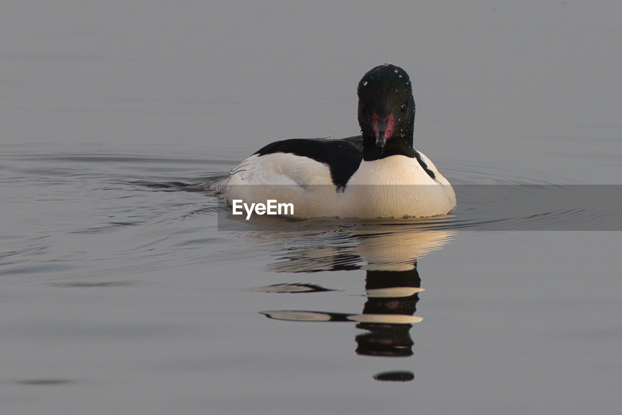 VIEW OF SWAN SWIMMING IN LAKE