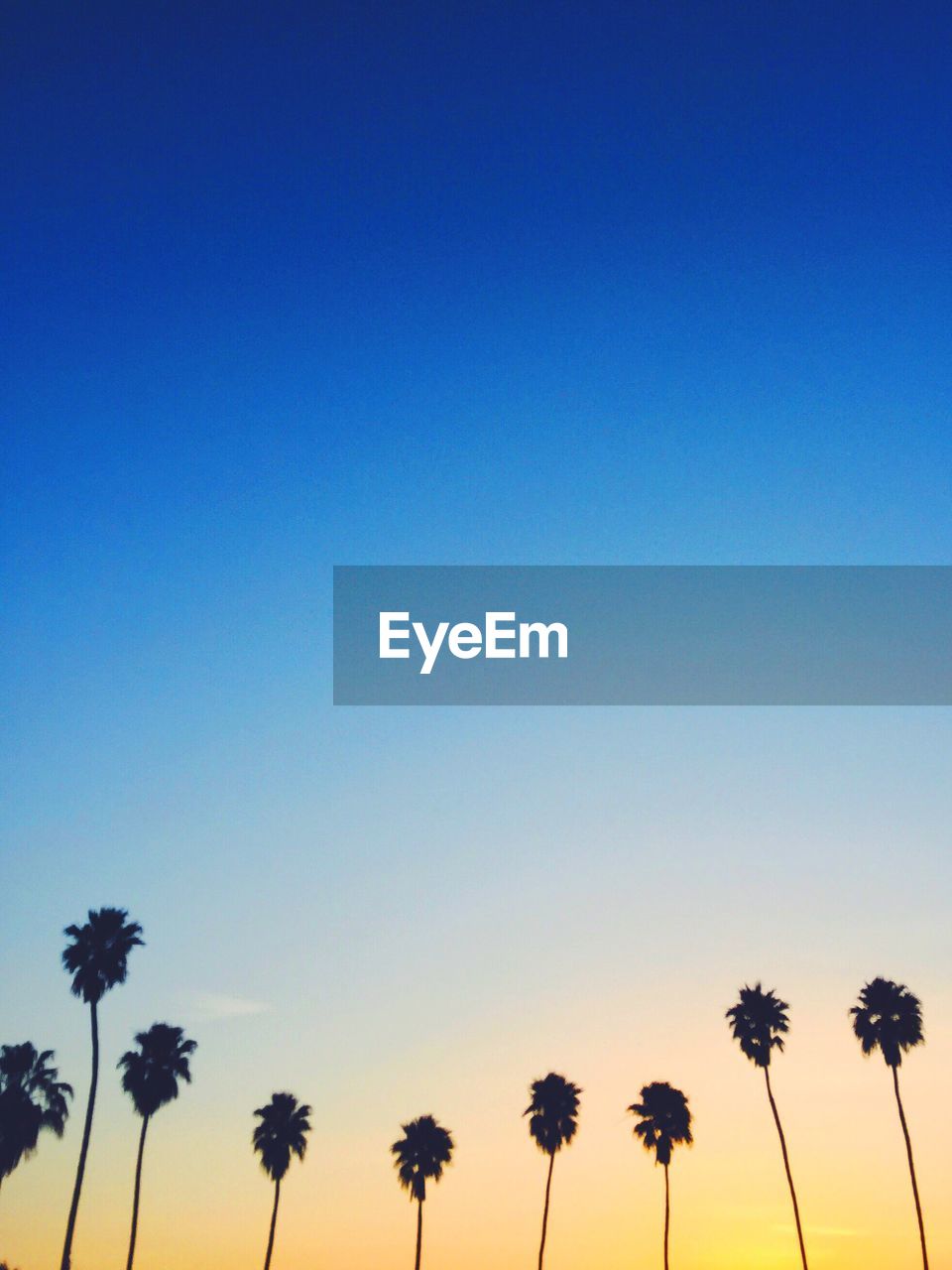 PALM TREES AGAINST CLEAR SKY