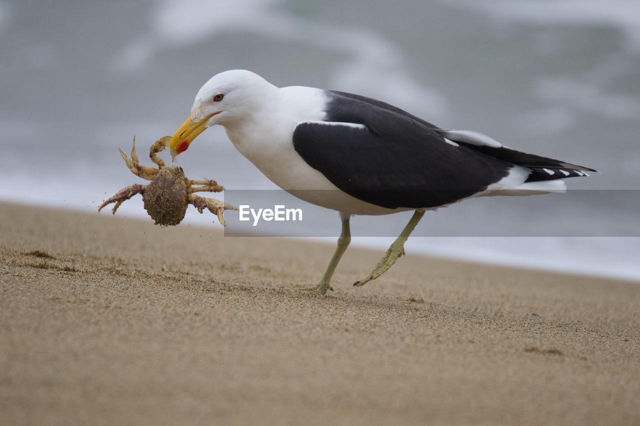 Close-up of seagull on sand