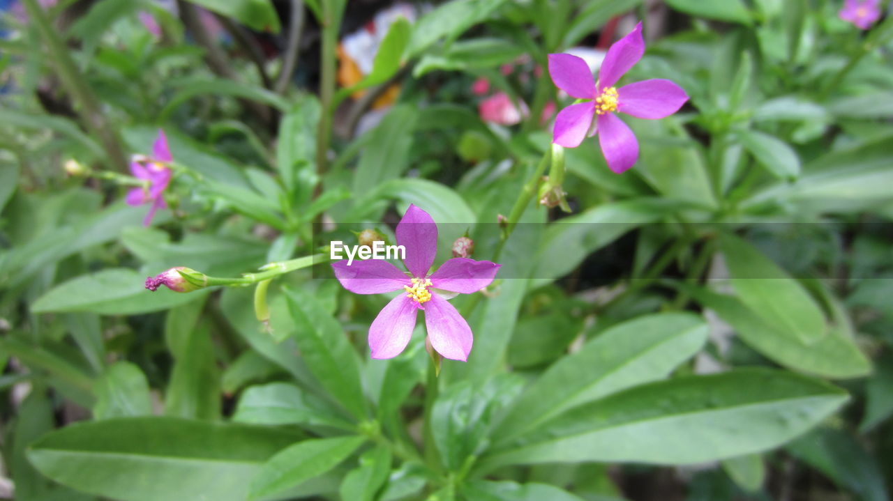 CLOSE-UP OF PINK IRIS BLOOMING OUTDOORS