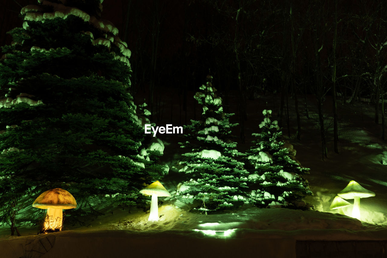 VIEW OF ILLUMINATED TREES AND PLANTS