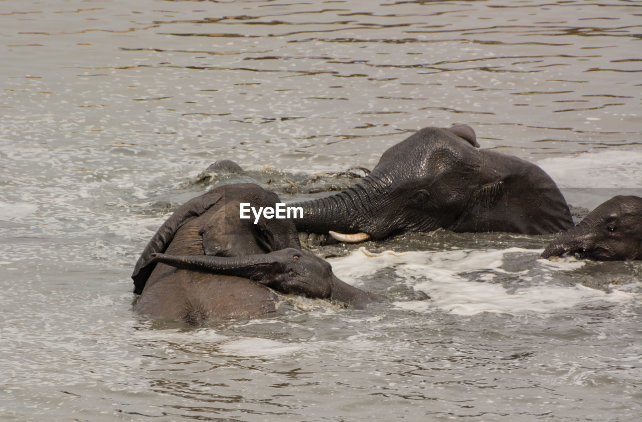 ELEPHANT IN THE LAKE