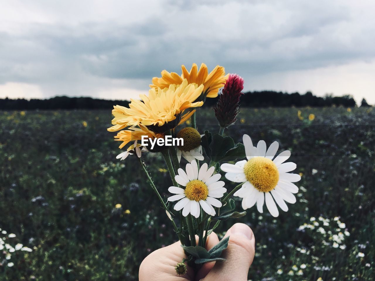 Cropped hand holding flowers over grassy field against cloudy sky